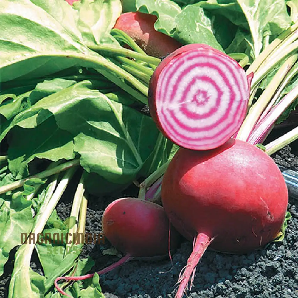 BEETROOT CHIOGGIA Seeds for Planting| Organic Gardening Seeds - Image 3