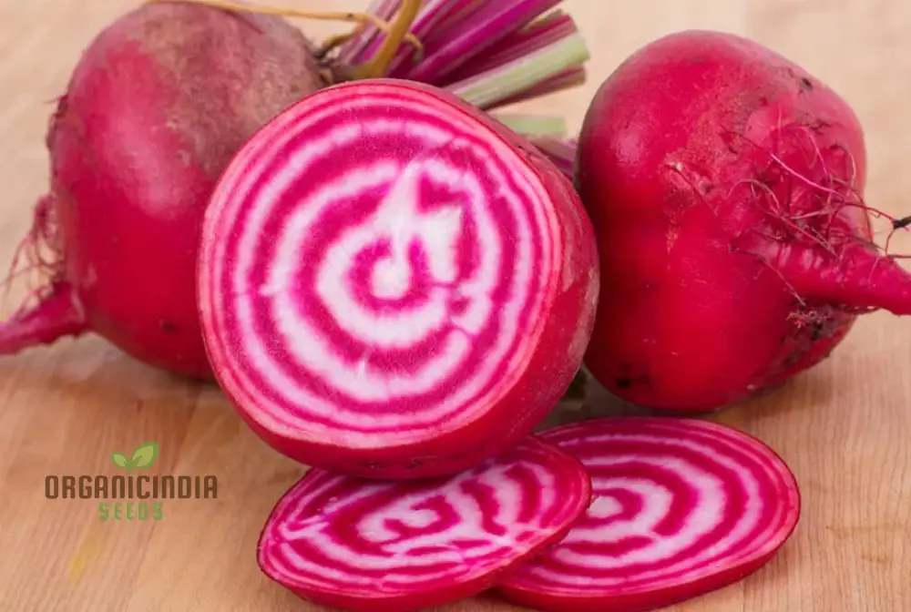 BEETROOT CHIOGGIA Seeds for Planting| Organic Gardening Seeds - Image 4