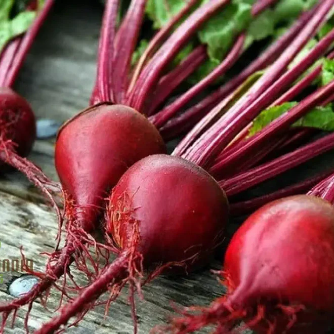 BEETROOT CRIMSON GLOBE Seeds for Planting - Image 3