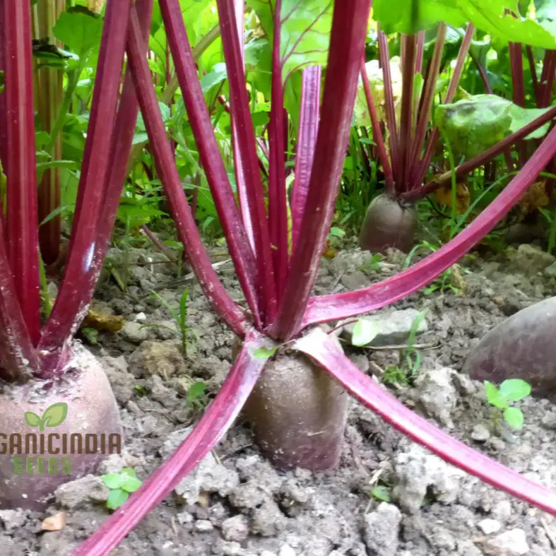 Beetroot Cylindra Seeds for Planting - High-Yield Garden Varietal for Robust Crops