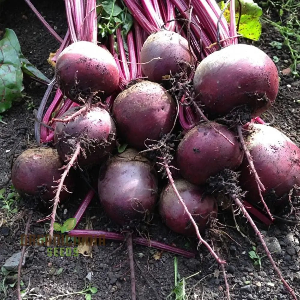 Beetroot - Detroit Dark Red Vegetable Seeds (DDR), High-Yield Heirloom Variety - Image 4