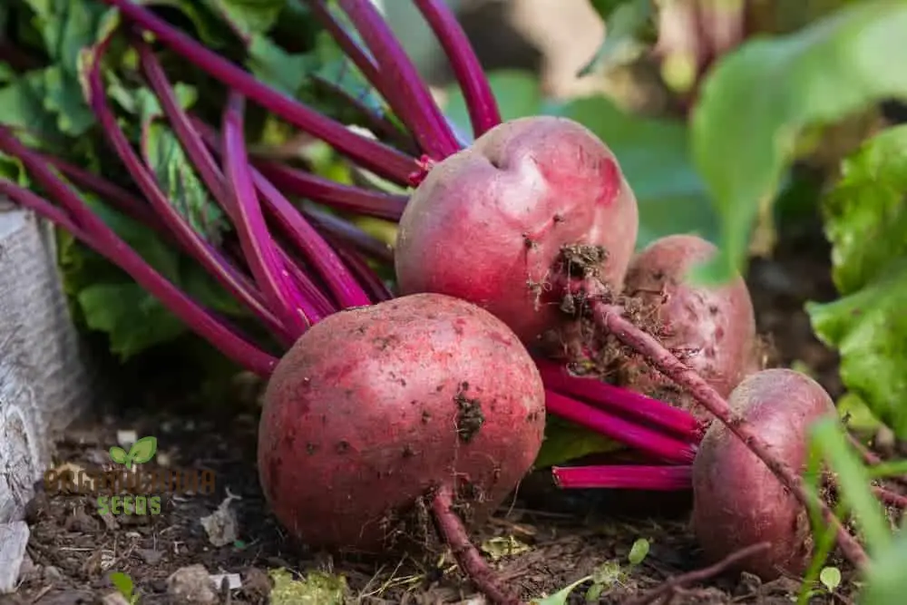 Premium Red Beet Seeds, Plant Your Way to Vibrant Gardens - Deliciously Fresh Harvests and Nutrient-Rich Meals - Image 3