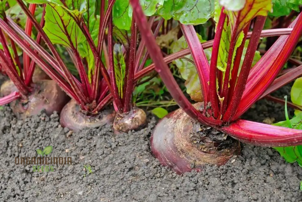 Premium Red Beet Seeds, Plant Your Way to Vibrant Gardens - Deliciously Fresh Harvests and Nutrient-Rich Meals - Image 4