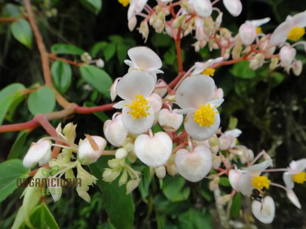 Begonia Aequatorialis Seeds For Planting: Rare Tropical Beauty for Your Garden Oasis - Image 3