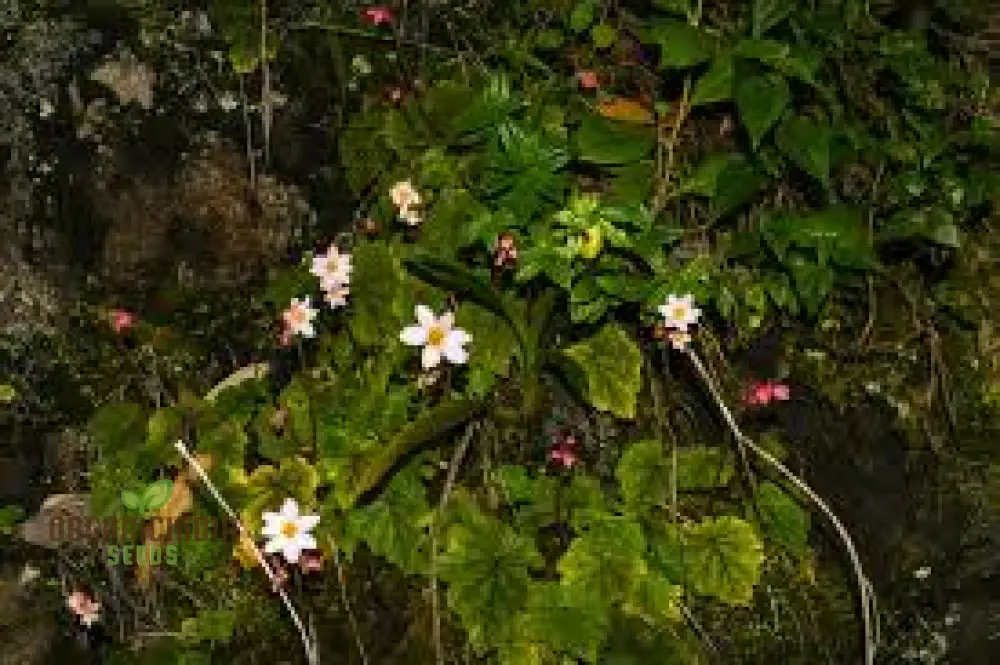 Begonia Aequatorialis Seeds For Planting: Rare Tropical Beauty for Your Garden Oasis - Image 4