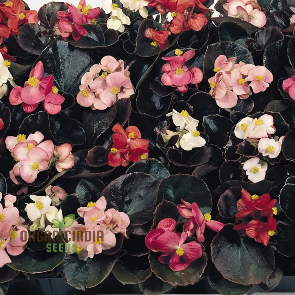 Begonia Cocktail Series Mixed Seeds , Elevate Your Gardening Experience with a Spectacular Array of Colors!