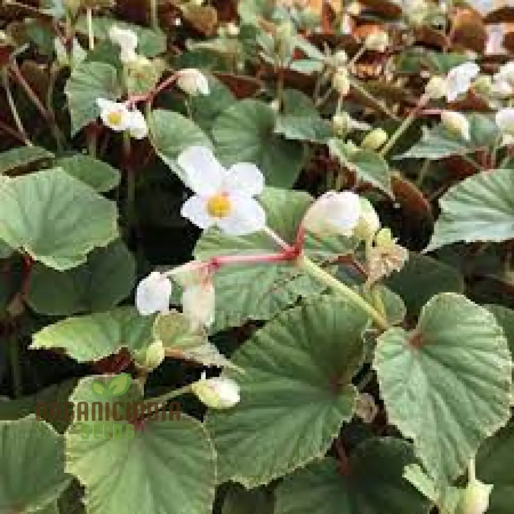 Begonia Grandis Alba Subsp Evansiana Seeds For Planting - Exquisite Gardening Delight for Discerning Plant Enthusiasts
