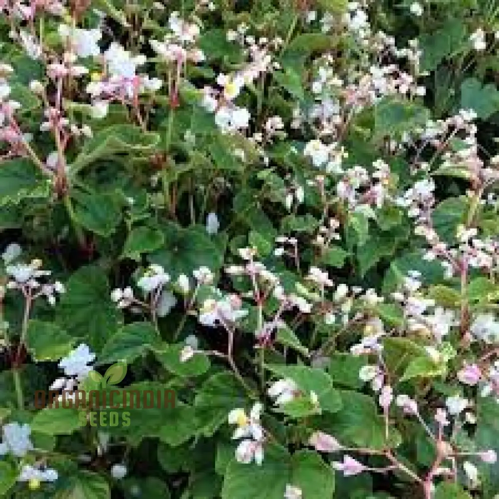 Begonia Grandis Alba Subsp Evansiana Seeds For Planting - Exquisite Gardening Delight for Discerning Plant Enthusiasts - Image 3