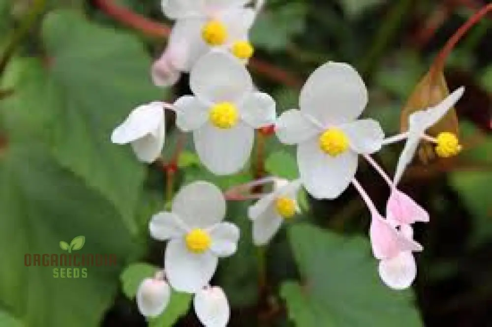 Begonia Grandis Alba Subsp Evansiana Seeds For Planting - Exquisite Gardening Delight for Discerning Plant Enthusiasts - Image 4