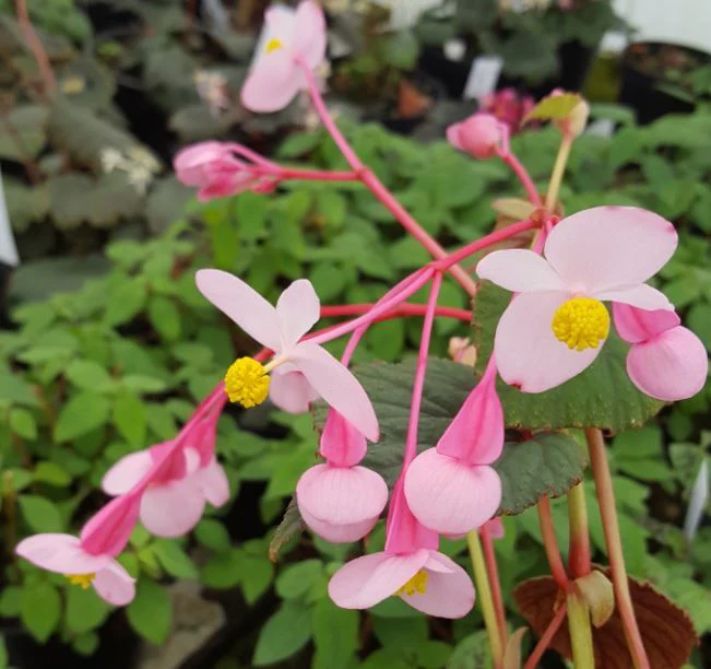Begonia Grandis Subs Evansiana Seeds For Planting: Elegant Perennial for Enthusiastic Gardeners and Plant Enthusiasts