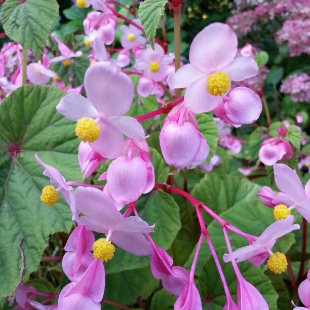 Begonia Grandis Subs Evansiana Seeds For Planting: Elegant Perennial for Enthusiastic Gardeners and Plant Enthusiasts - Image 4