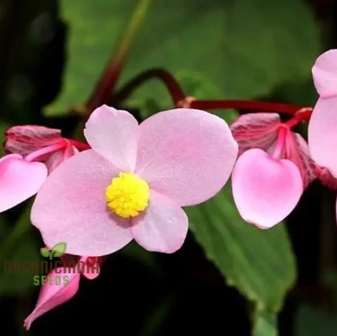 Begonia Grandis Subs Evansiana Seeds For Planting: Elegant Perennial for Enthusiastic Gardeners and Plant Enthusiasts - Image 6