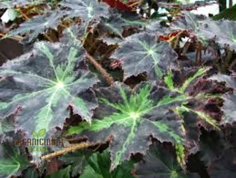 Begonia Heracleifolia Seeds For Planting: Premium Gardening Delight for Enthusiasts of Distinctive Foliage" - Image 2