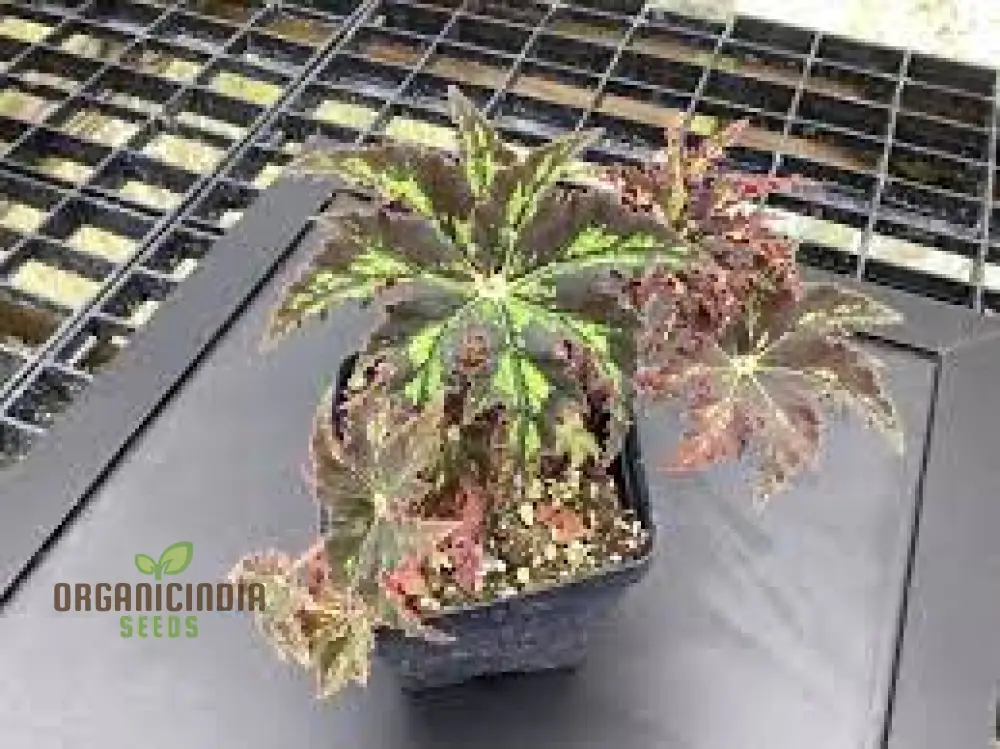 Begonia Heracleifolia Seeds For Planting: Premium Gardening Delight for Enthusiasts of Distinctive Foliage" - Image 3