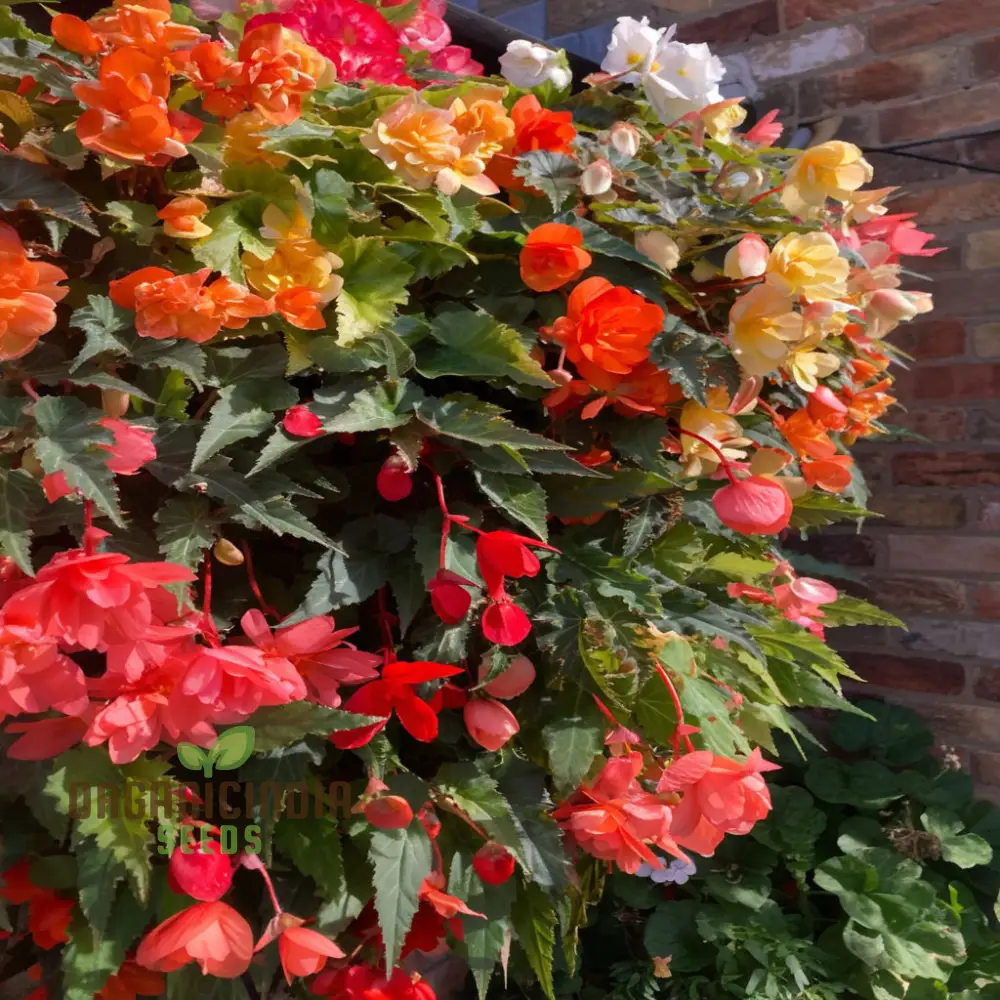 Begonia Illumination Mixed Seeds – Premium Trailing Variety for Radiant Garden Blooms
