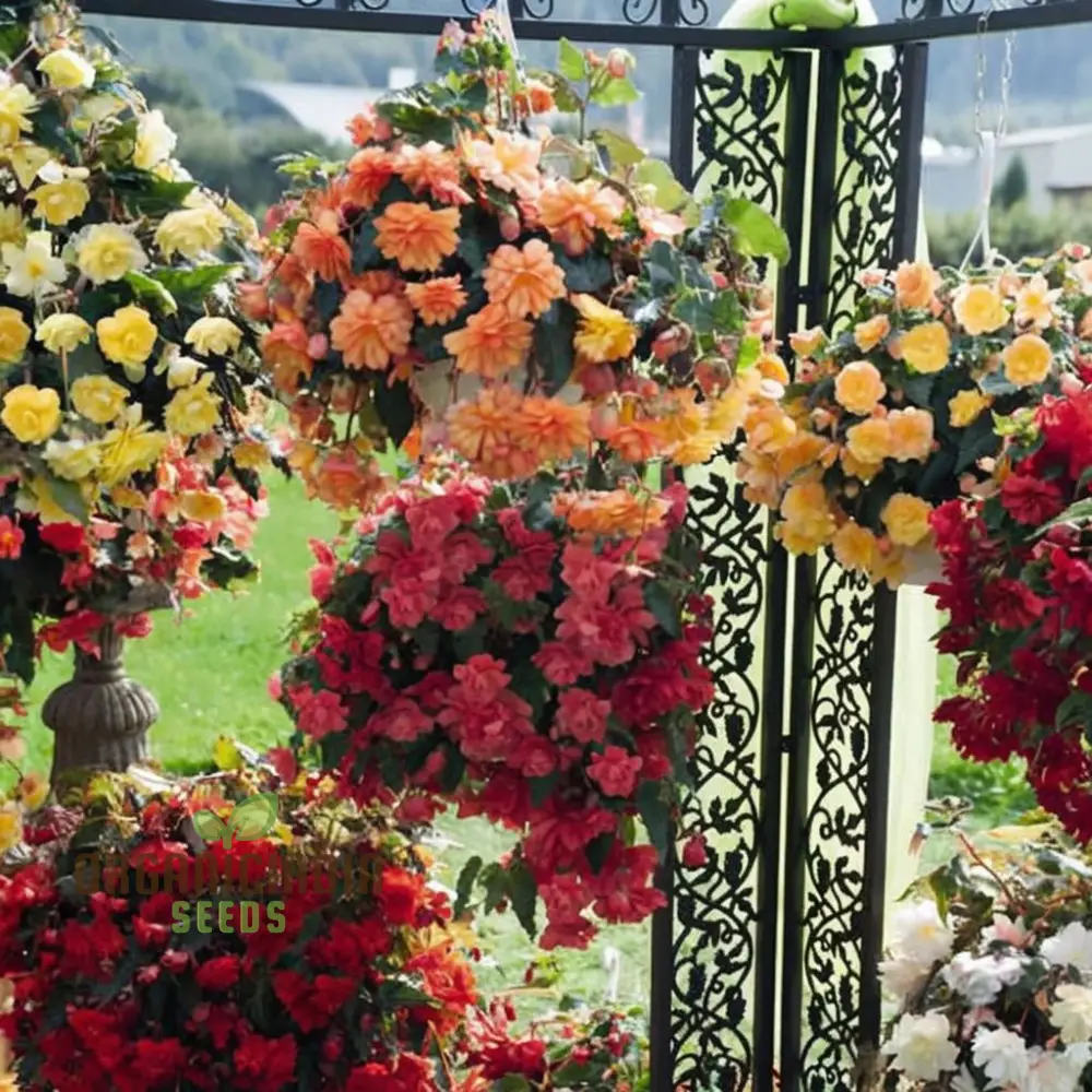 Begonia Illumination Mixed Seeds – Premium Trailing Variety for Radiant Garden Blooms - Image 4