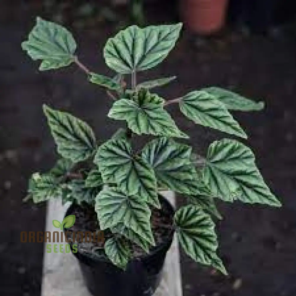 Begonia Incarnata Seeds For Planting: Cultivate Beauty with Our Premium Gardening Delights
