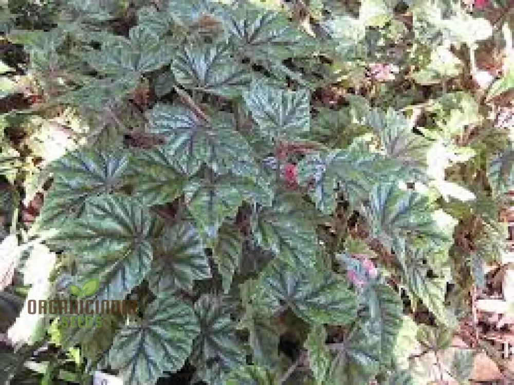 Begonia Incarnata Seeds For Planting: Cultivate Beauty with Our Premium Gardening Delights - Image 2