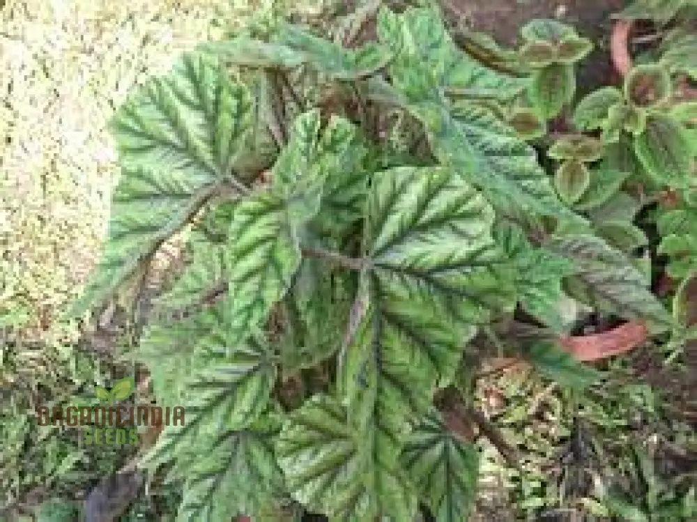 Begonia Incarnata Seeds For Planting: Cultivate Beauty with Our Premium Gardening Delights - Image 3