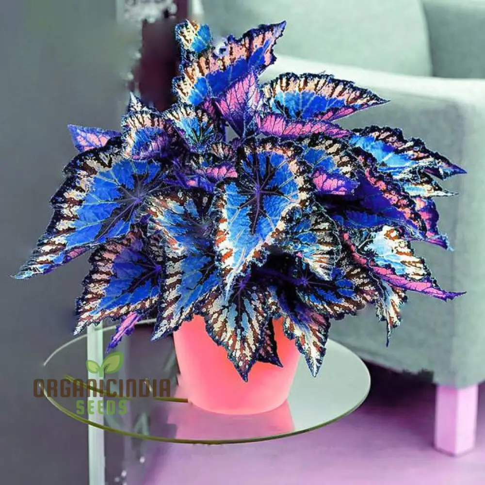 Begonia Bonsai Seeds – Compact Ornamental Indoor Plant - Image 3