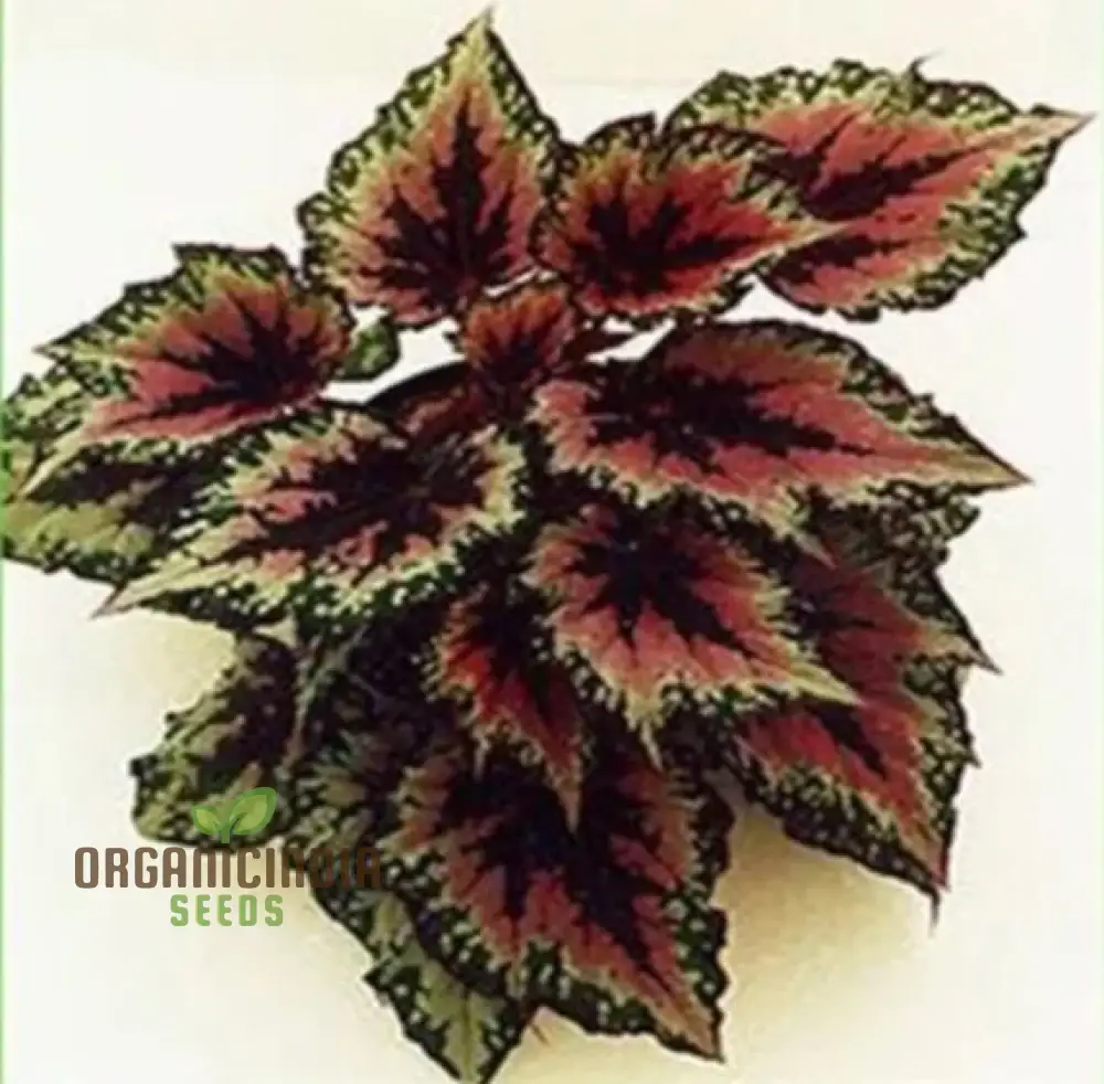 Begonia Bonsai Seeds – Compact Ornamental Indoor Plant - Image 4