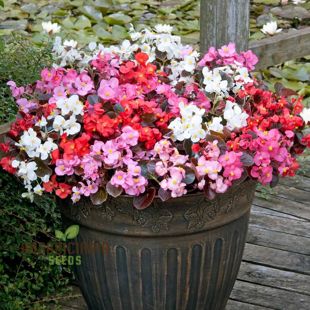 Begonia Flower Seeds For Planting - Semperflorens Mixed Variety for Vibrant and Lush Garden Blooms - Perfect for Gardening Enthusiasts and Landscapers
