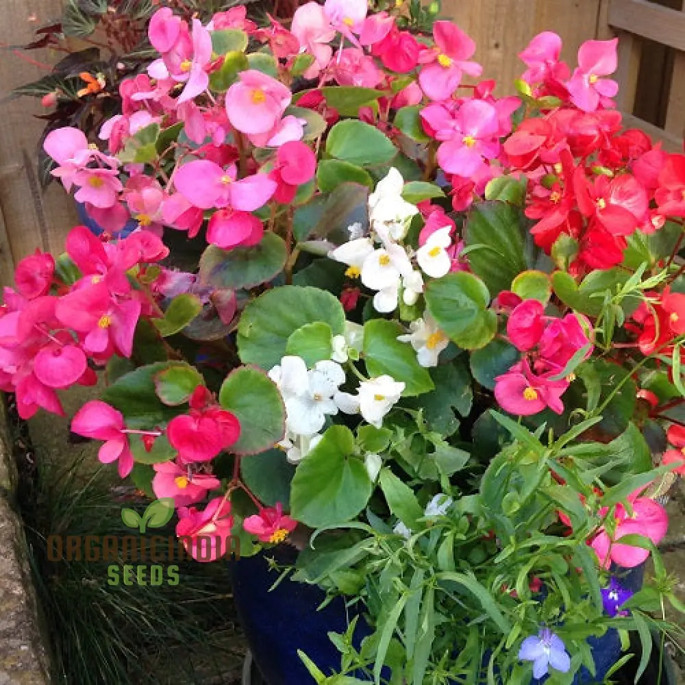 Begonia Flower Seeds For Planting - Semperflorens Mixed Variety for Vibrant and Lush Garden Blooms - Perfect for Gardening Enthusiasts and Landscapers - Image 3