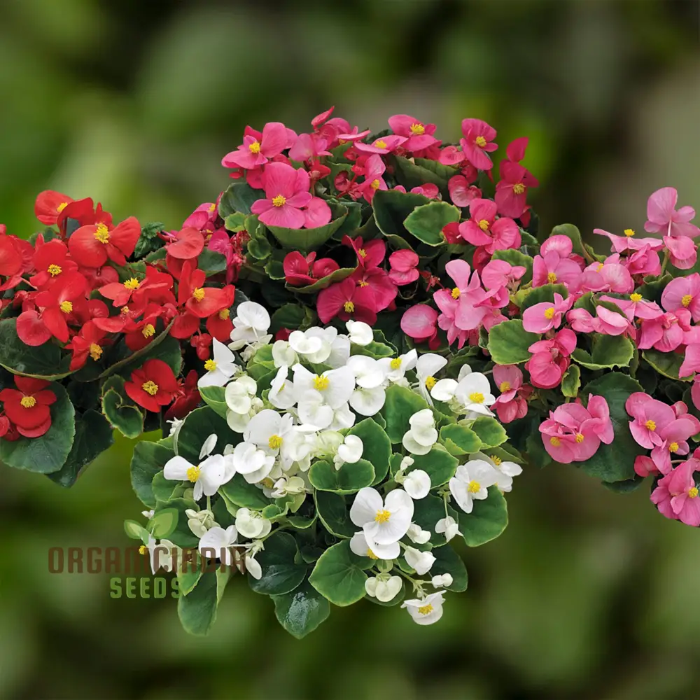 Begonia Flower Seeds For Planting - Semperflorens Mixed Variety for Vibrant and Lush Garden Blooms - Perfect for Gardening Enthusiasts and Landscapers - Image 4
