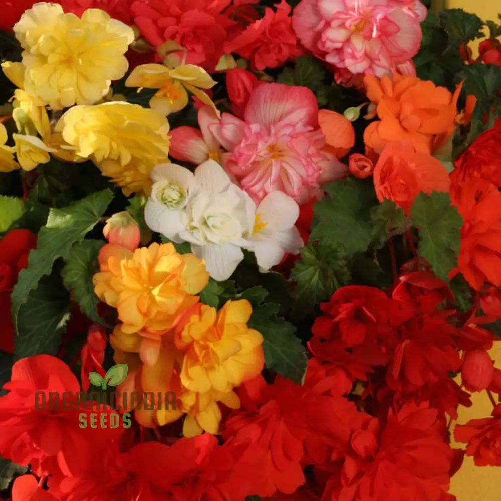 Begonia Tuberhybrida Chanson Mixed F1 Seeds – Vibrant Mixed Bloom Variety