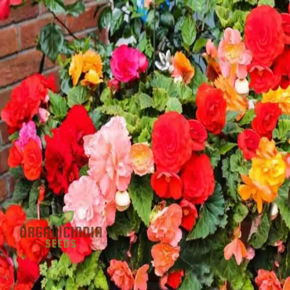 Begonia Tuberhybrida Chanson Mixed F1 Seeds – Vibrant Mixed Bloom Variety - Image 3