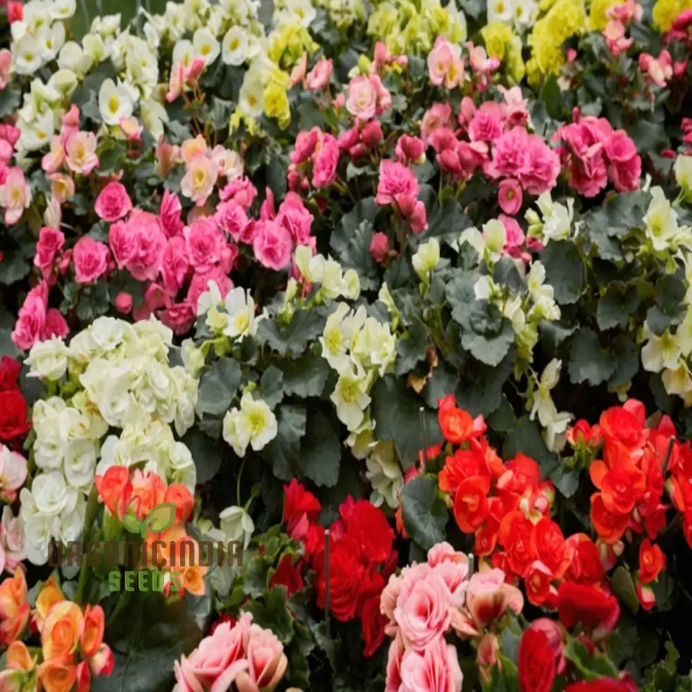 Begonia Tuberhybrida Chanson Mixed F1 Seeds – Vibrant Mixed Bloom Variety - Image 4