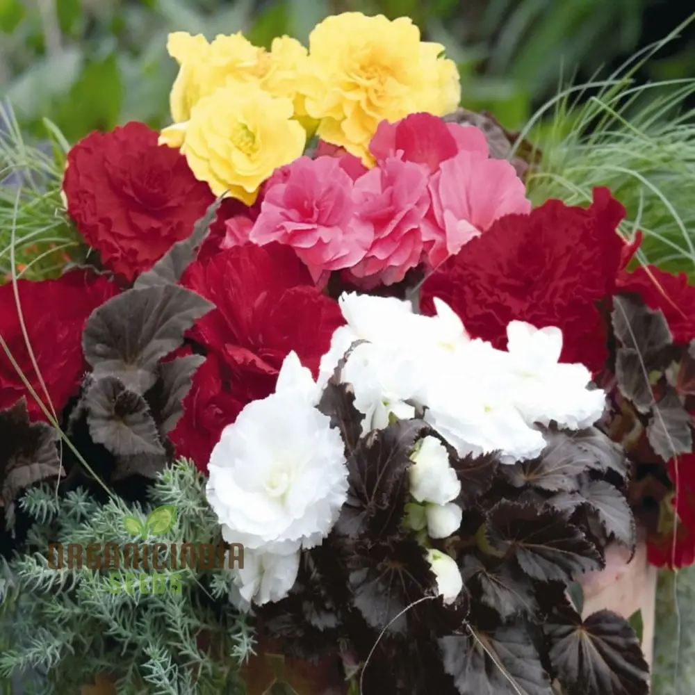Begonia Tuberhybrida Non-Stop Mocca Mixed Seeds – Premium Colorful Shade Garden Blooms