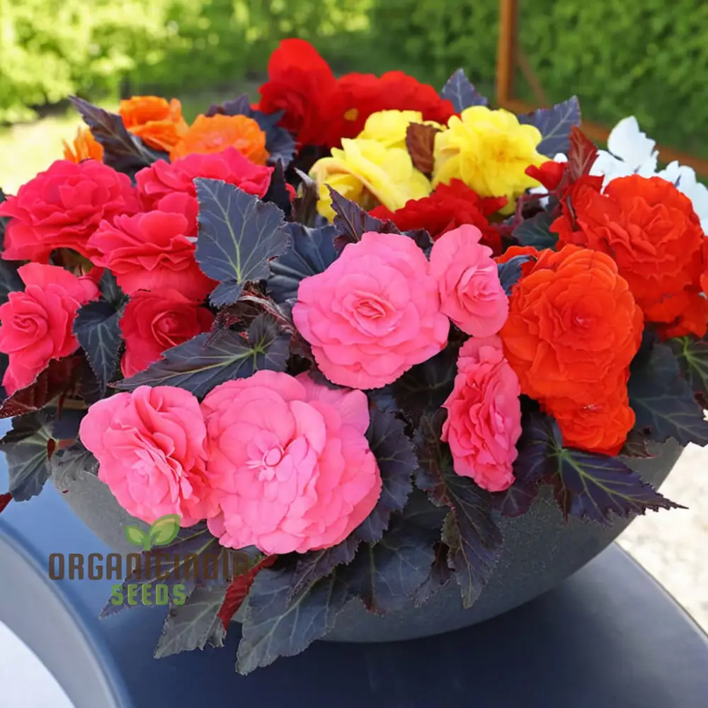 Begonia Tuberhybrida Non-Stop Mocca Mixed Seeds – Premium Colorful Shade Garden Blooms - Image 3