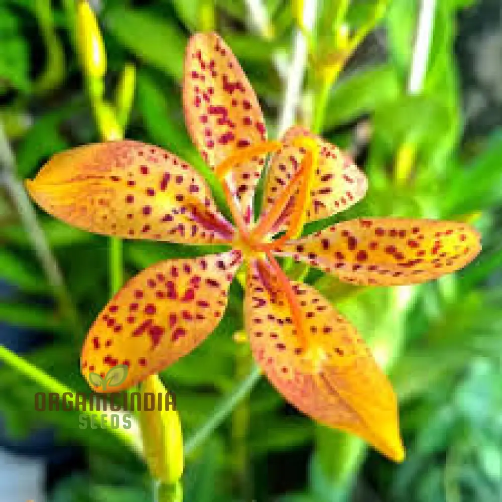 Belamcanda Chinensis Seeds For Planting: Exotic Tiger Lily of the Garden - Rare Perennial Plant for Stunning Floral Displays and Naturalizing Landscapes