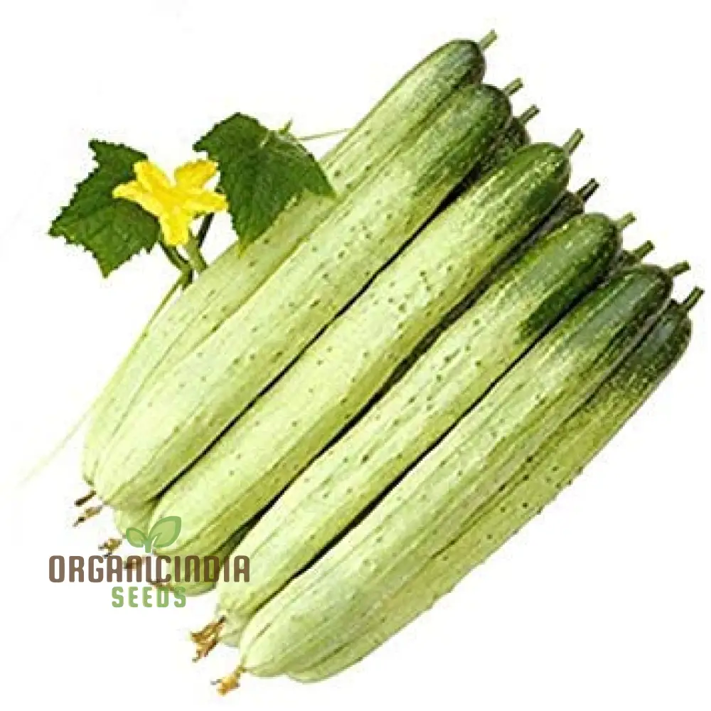 Bell Semi Aroma Riccore Seeds for Planting - Image 3