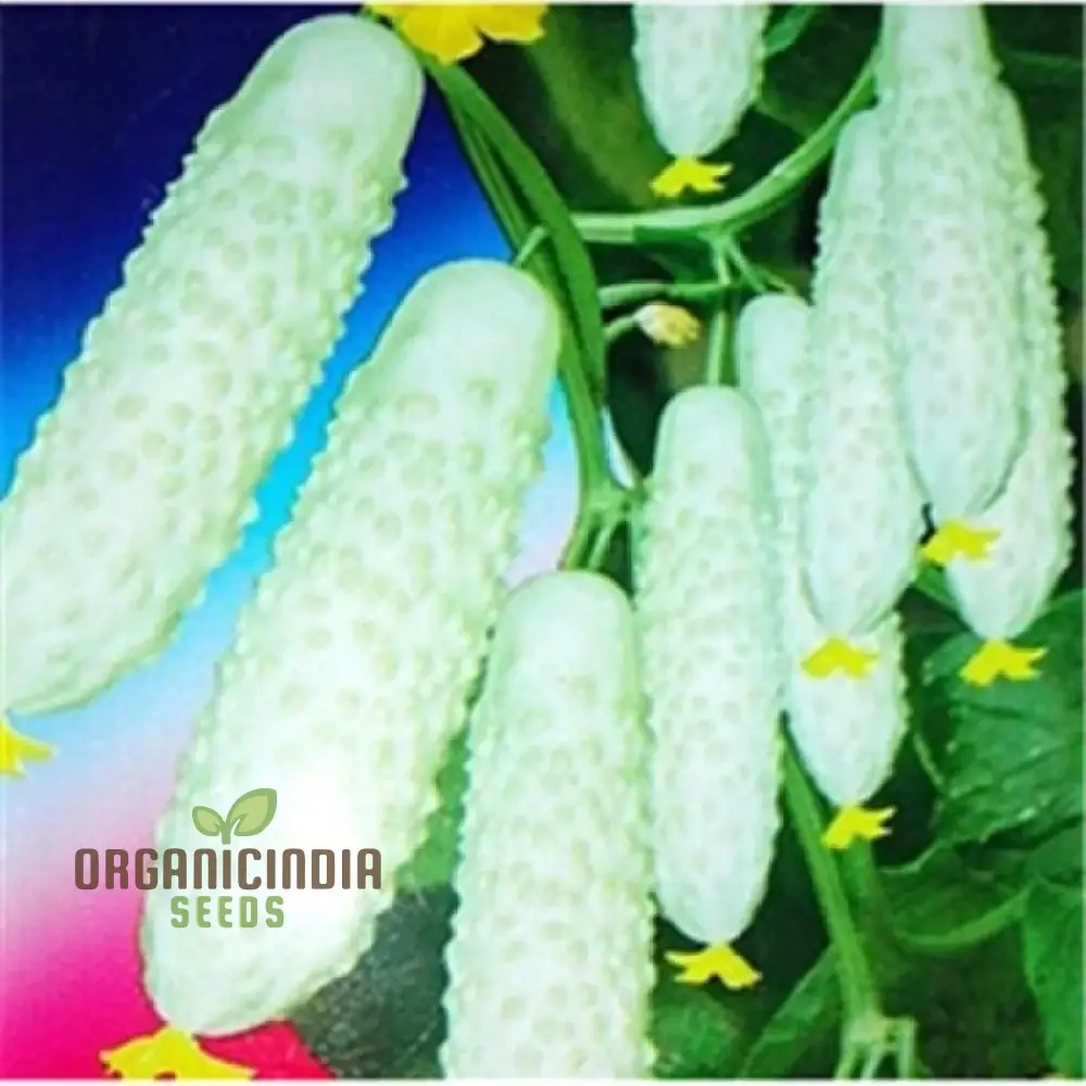 Bell Semi Aroma Riccore Seeds for Planting - Image 4