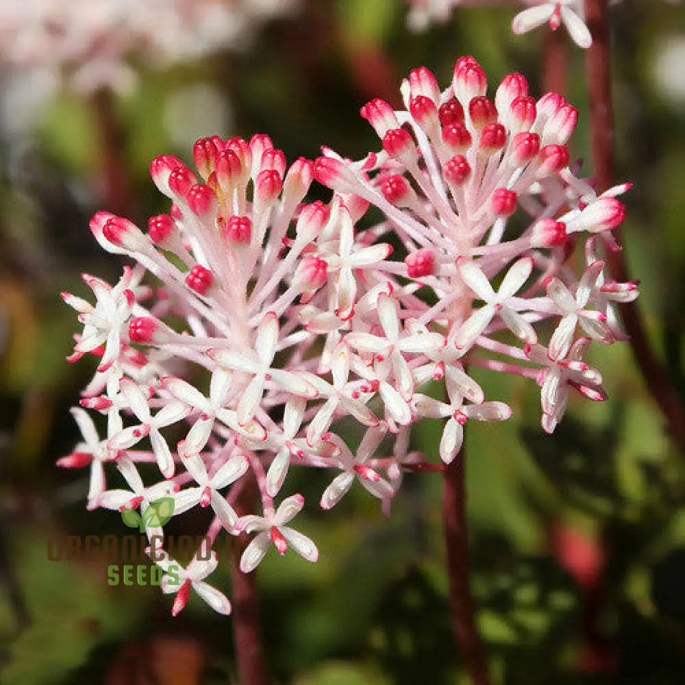 Bellendena Montana Seeds For Planting: Cultivating Tranquility in Your Garden - Premium Gardening Essentials & Expert Tips