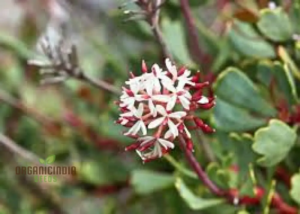 Bellendena Montana Seeds For Planting: Cultivating Tranquility in Your Garden - Premium Gardening Essentials & Expert Tips - Image 3