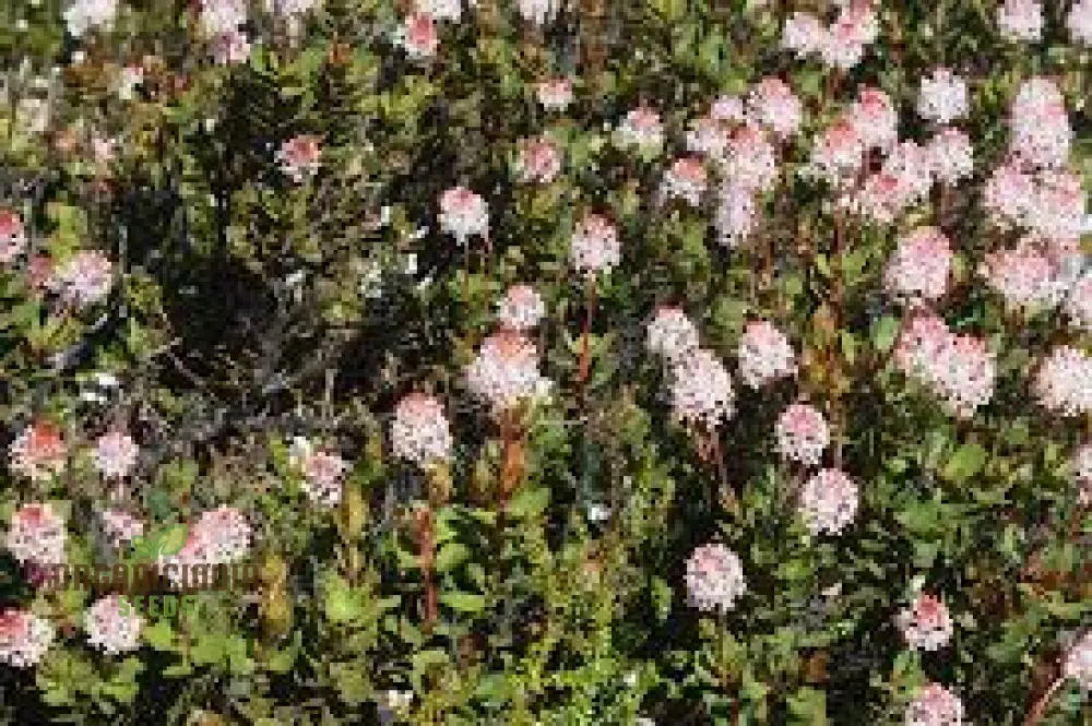 Bellendena Montana Seeds For Planting: Cultivating Tranquility in Your Garden - Premium Gardening Essentials & Expert Tips - Image 4
