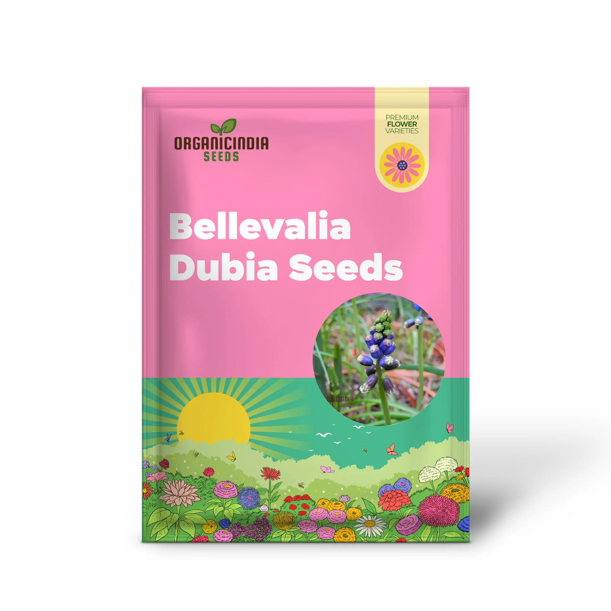 Bellevalia Dubia Seeds For Planting: A Unique and Vibrant Perennial Flower for Stunning Landscapes - Image 2