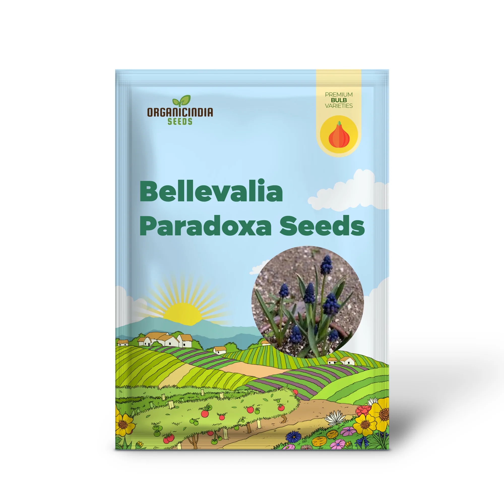 Bellevalia Paradoxa Bulbs For Planting: A Stunning Blue Perennial for Vibrant and Unique Garden Displays (3 Bulbs For Planting) - Image 2