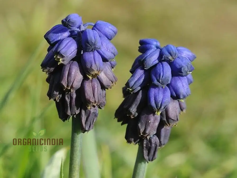 Bellevalia Paradoxa Bulbs For Planting: A Stunning Blue Perennial for Vibrant and Unique Garden Displays (3 Bulbs For Planting) - Image 3