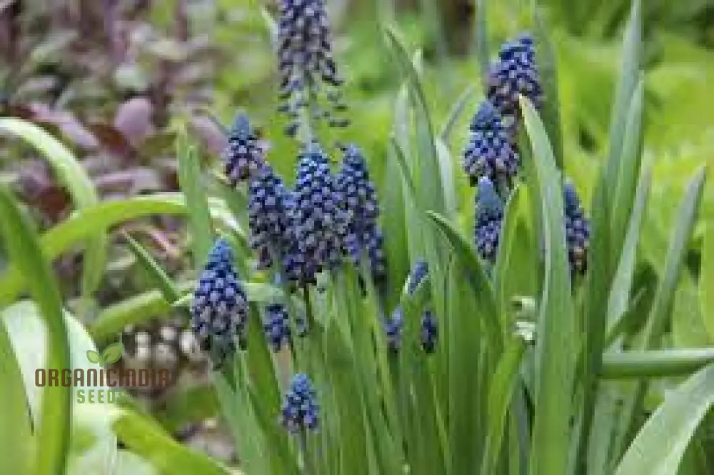 Bellevalia Paradoxa Bulbs For Planting: A Stunning Blue Perennial for Vibrant and Unique Garden Displays (3 Bulbs For Planting) - Image 4