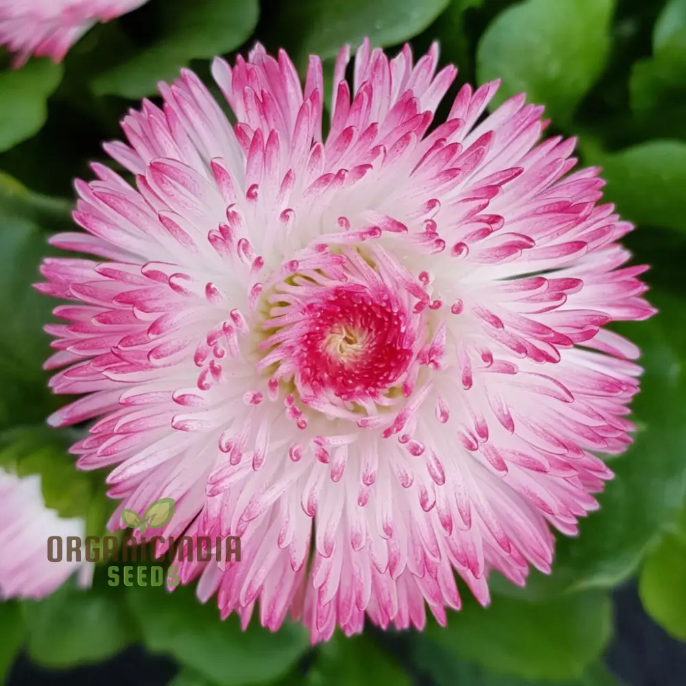 Bellis Perennis Habanera Mixed Seeds for Vibrant Blooms and Easy Gardening Delights! - Image 3