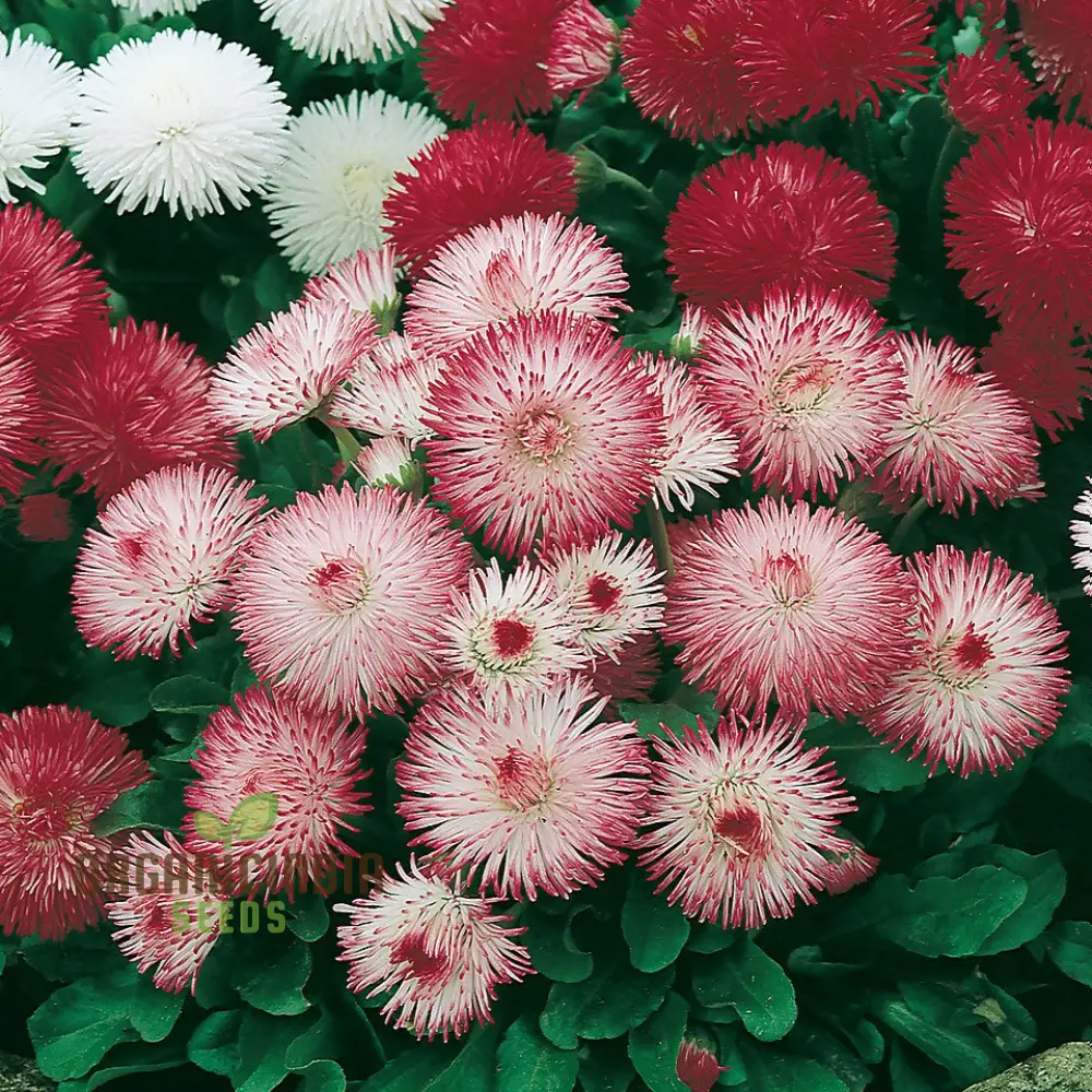 Bellis Perennis Habanera Mixed Seeds for Vibrant Blooms and Easy Gardening Delights! - Image 4