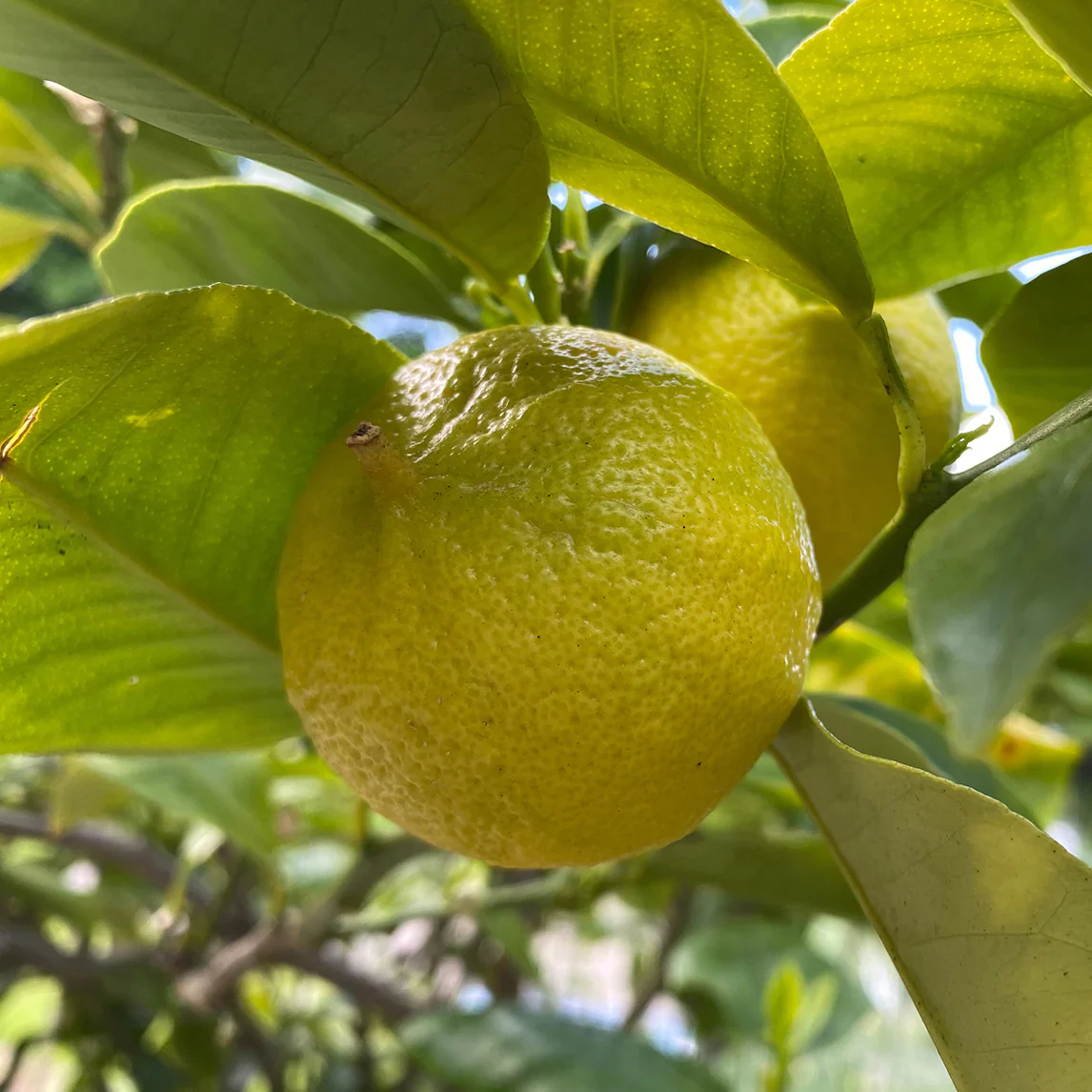 Bergamot Orange Seeds for Planting – Grow Fragrant & Flavorful Citrus for Tea & Perfume