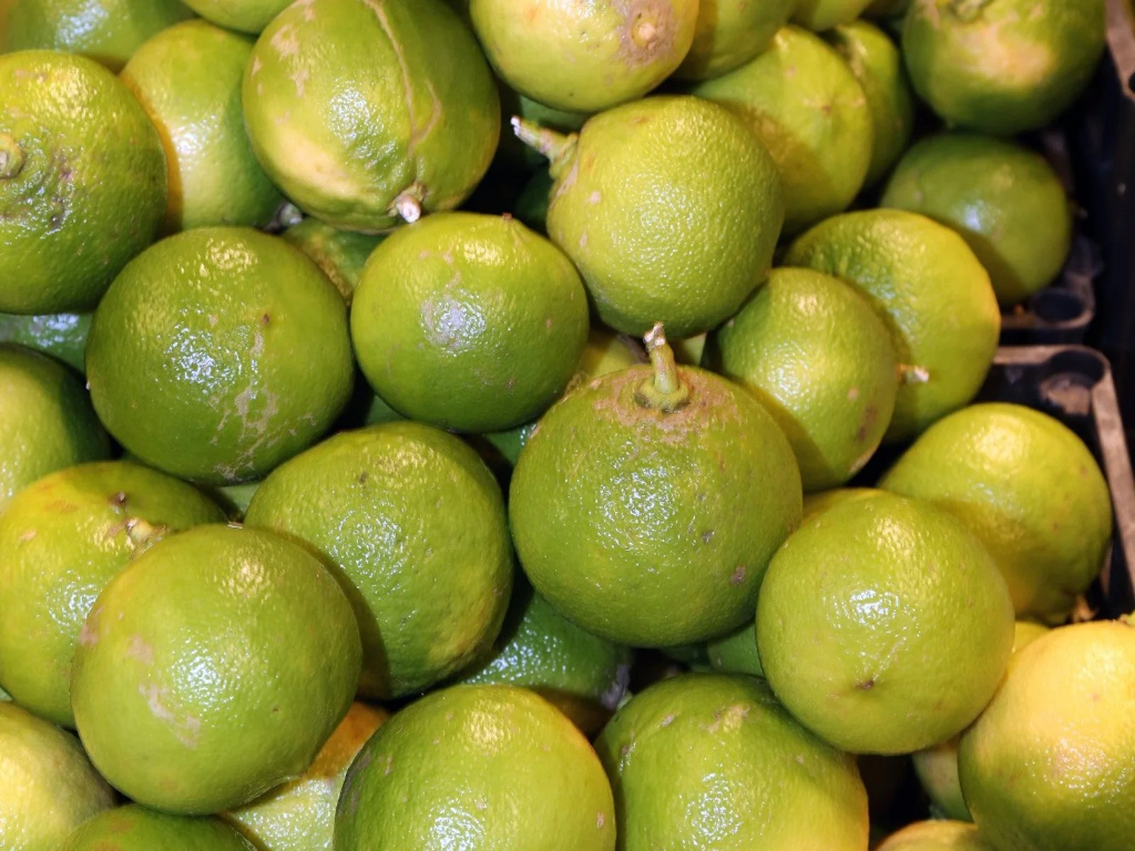 Bergamot Orange Seeds for Planting – Grow Fragrant & Flavorful Citrus for Tea & Perfume - Image 2