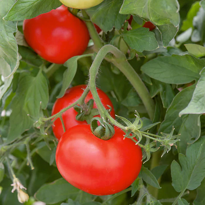 Better Boy Tomato Seeds – High-Yield, Juicy & Disease-Resistant Variety - Image 2