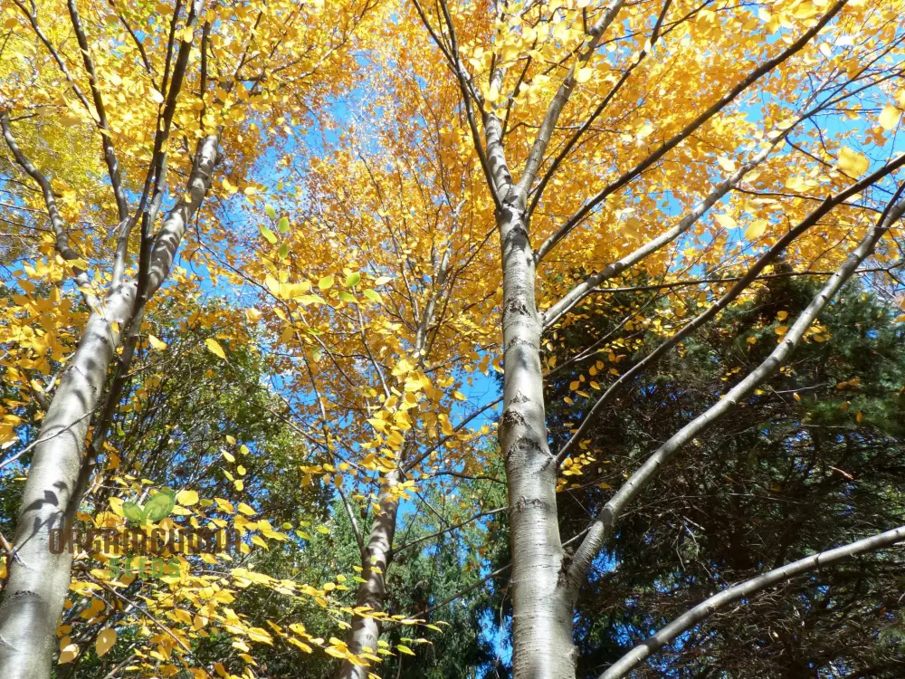 Betula Lenta Seeds For Planting, Grow Your Own Sweet Birch Trees