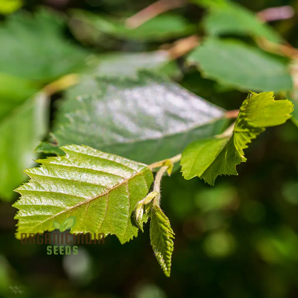 Betula Lenta Seeds For Planting, Grow Your Own Sweet Birch Trees - Image 2